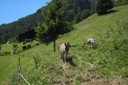 Ane à l'alpage