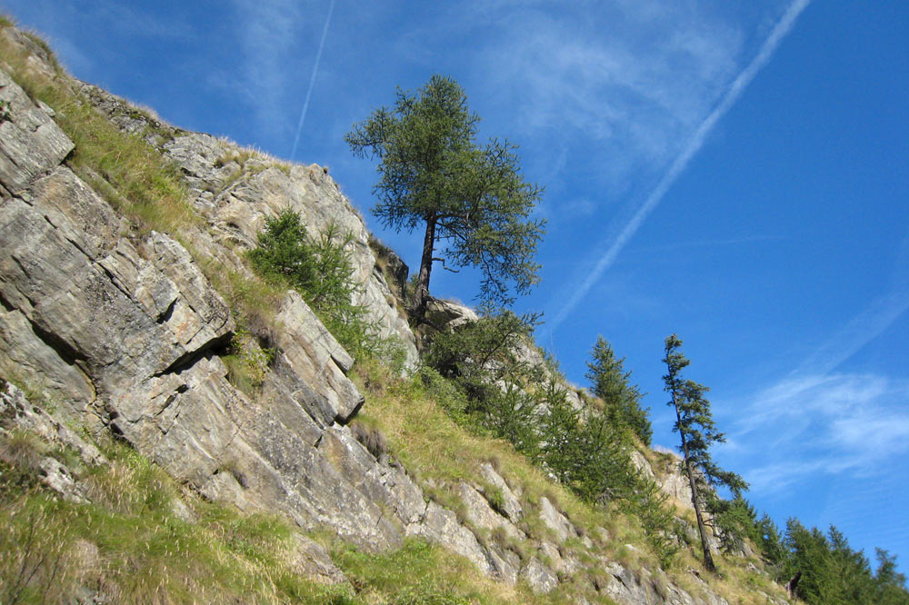 Arbre accroché à la montagne