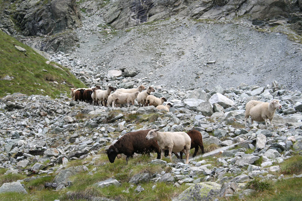 Troupeau de moutons à la montagne