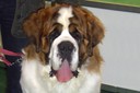 Saint Bernard