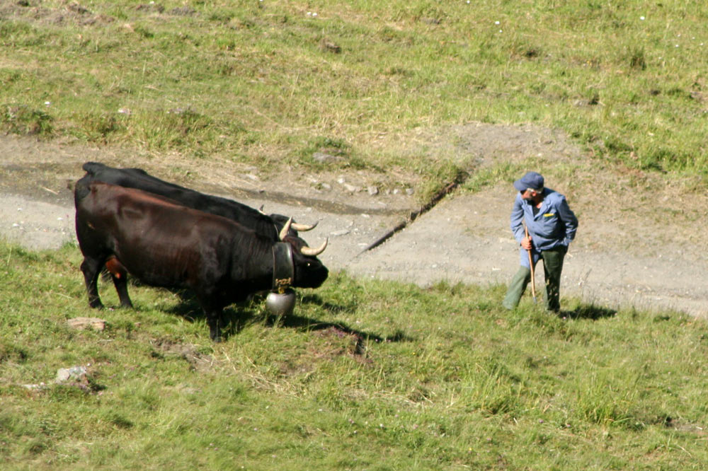 Berger et ses vaches