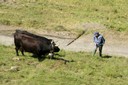 Berger et ses vaches