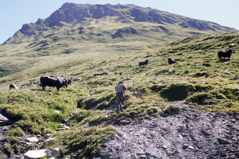 Berger avec son troupeau