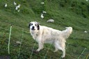 Chien de berger