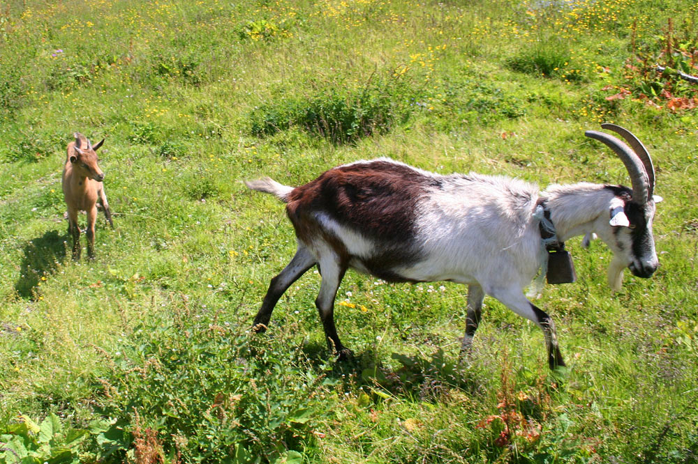 Chèvres