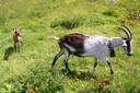 Chèvres