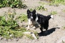 Chien de berger