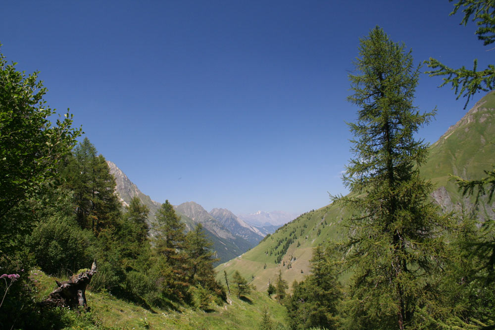 Forêts, Ferret