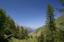 Forêts, Ferret