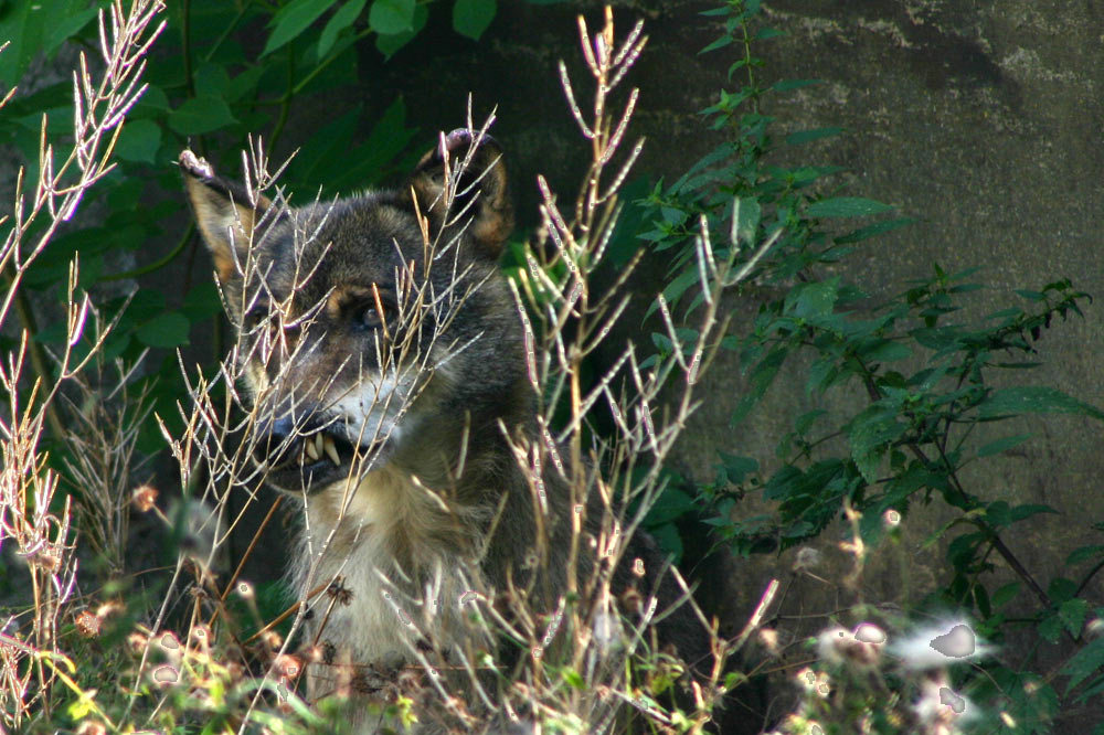 Loup en embuscade