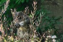 Loup en embuscade