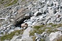 Les chutes de pierres mettent le bétail en danger