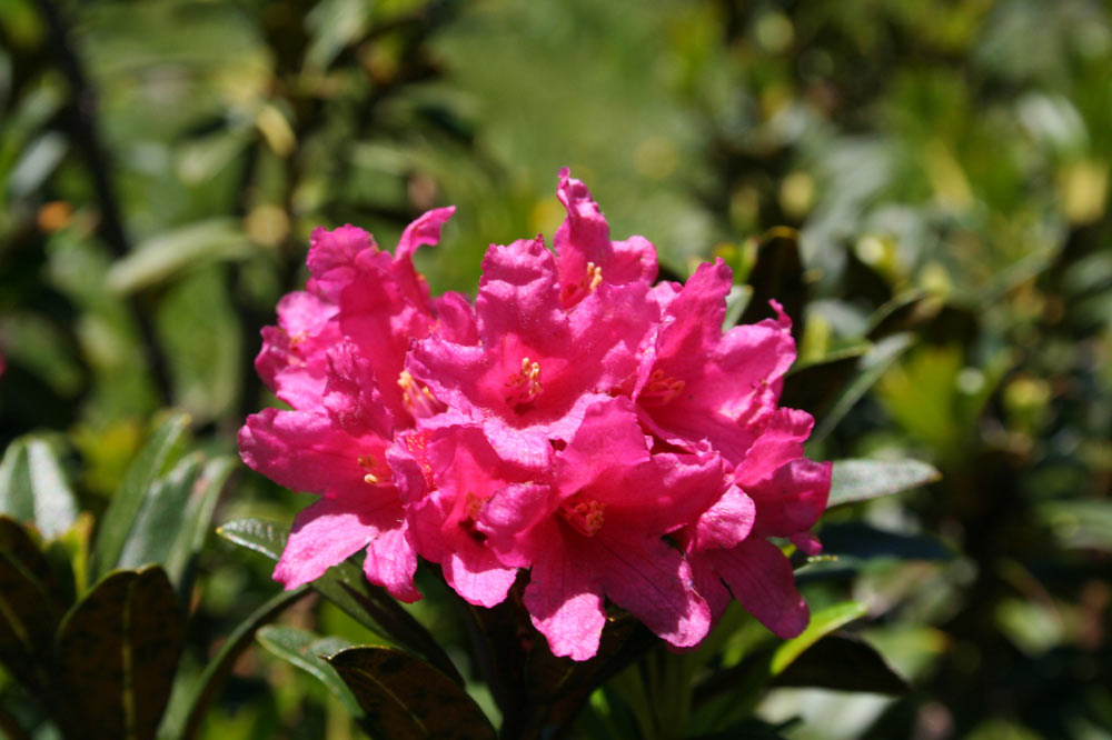 Rhododendron