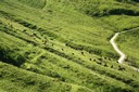 Troupeau d'Hérens