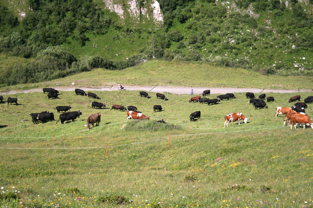 Troupeau dans le Val Ferret