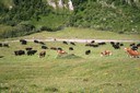 Troupeau dans le Val Ferret