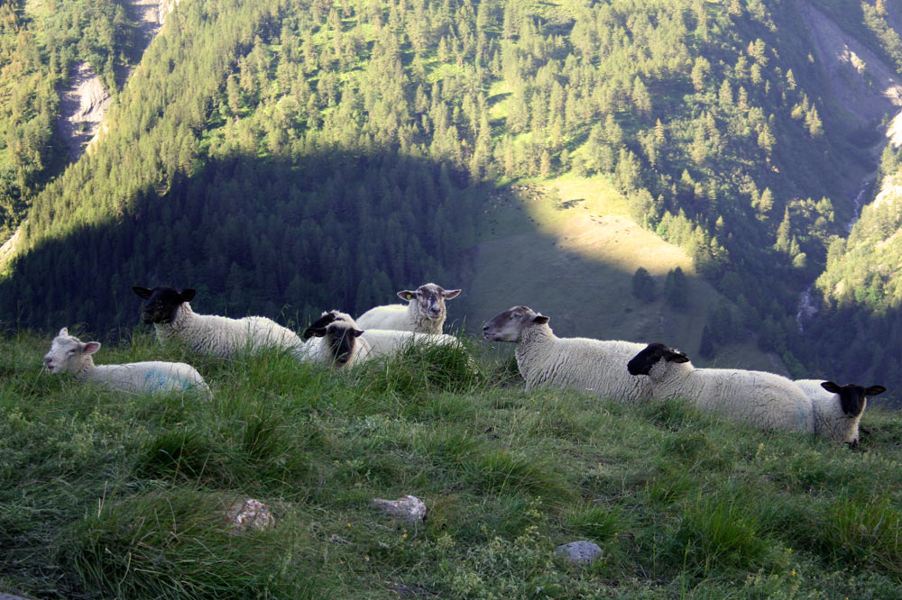 Troupeau de moutons