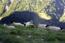 Troupeau de moutons