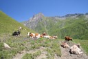 Troupeau de vaches dans le Val Ferret