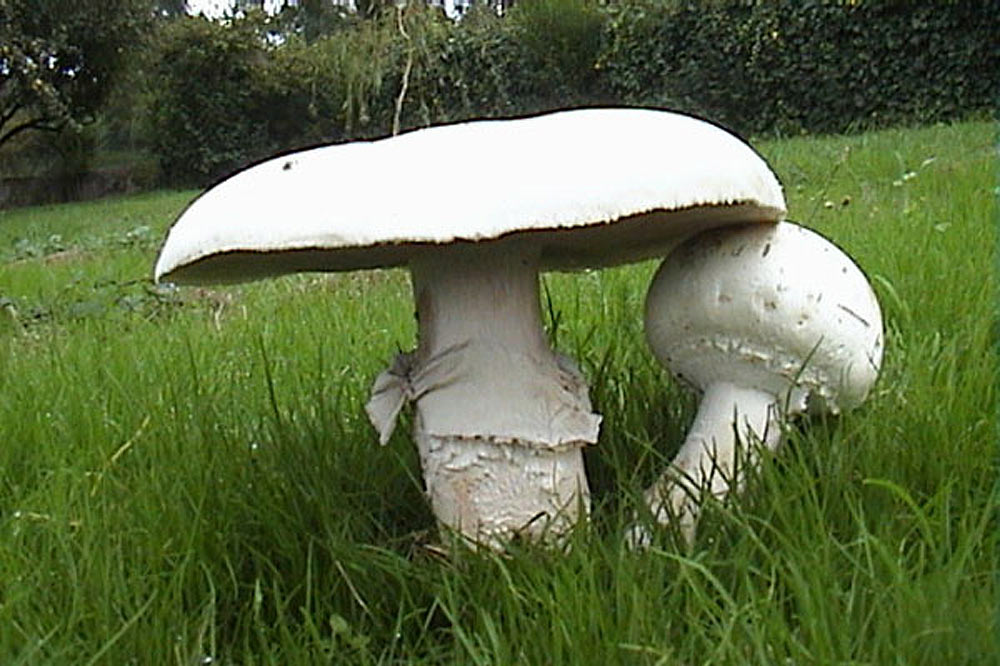 Agaric macrospore