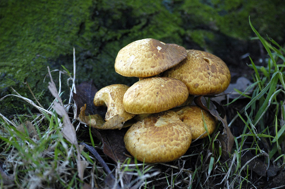 Agaric auguste