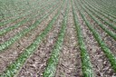 Agriculture intensive