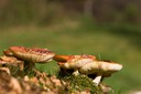 Macromycètes