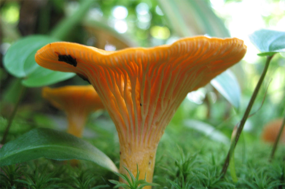 Chanterelle