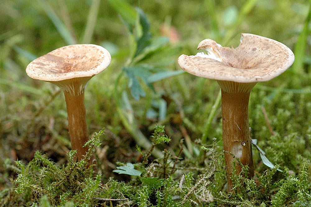 Clitocybe de Bresadola variété dryadum