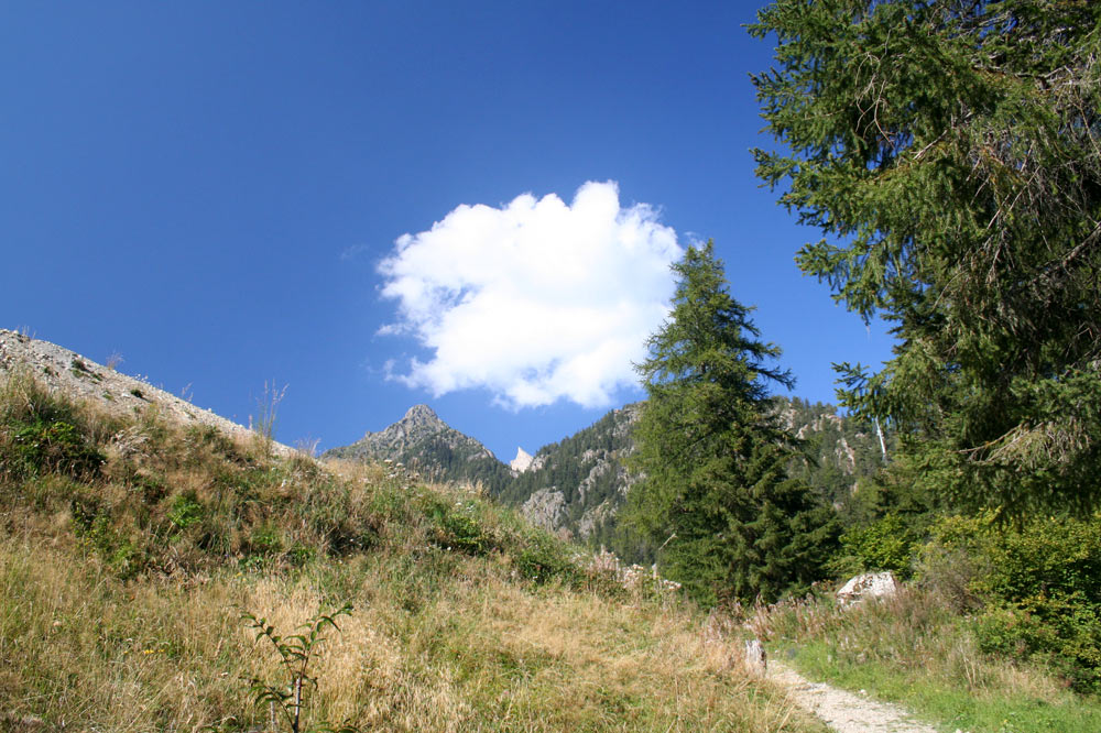 Coin de forêt en Entremont