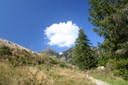 Coin de forêt en Entremont