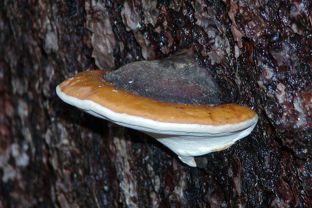 Polypore marginé