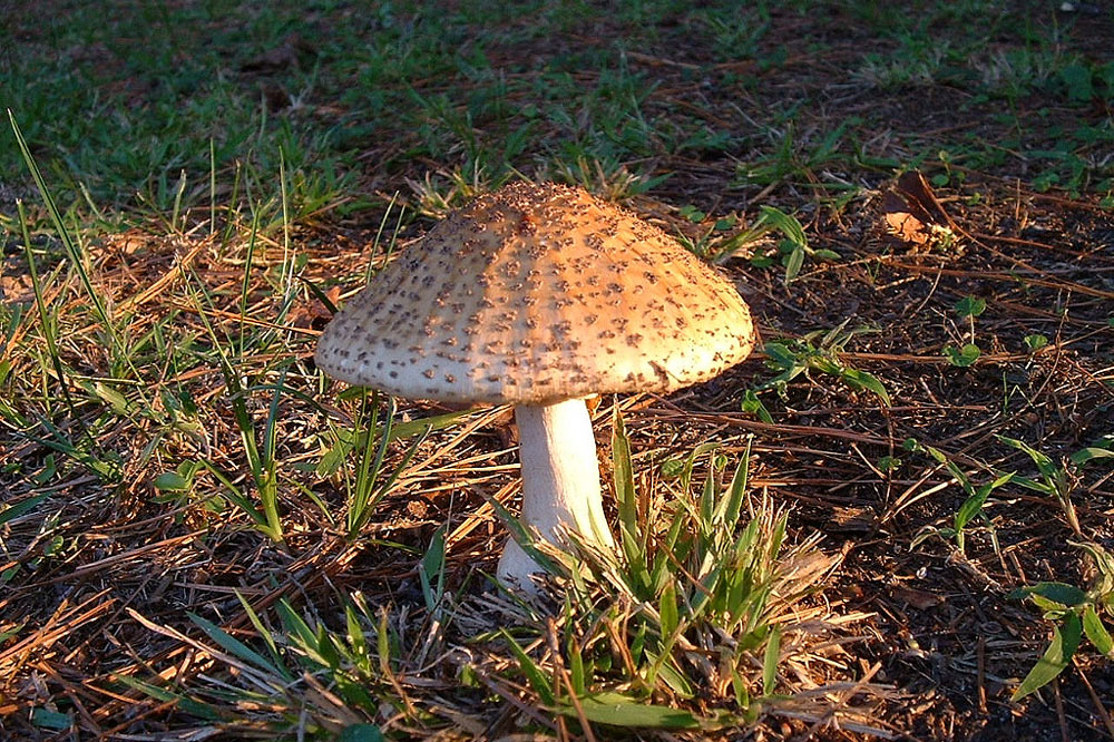 Insaisissables champignons