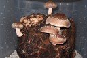 Shiitake