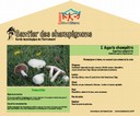Poste agaric champêtre