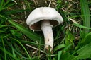 Agaric champêtre