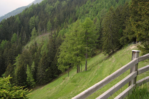 Alpage de l'Affe, au dessous de Champex