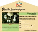 Poste amanite phalloide