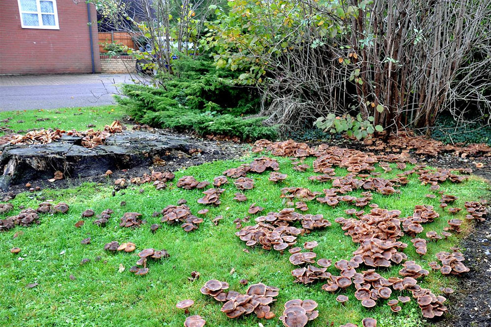 Les champignons apparaissent un peu partout lorsque les conditions leurs sont favorables