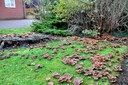 Les champignons apparaissent un peu partout lorsque les conditions leurs sont favorables