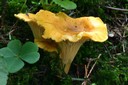 Chanterelle