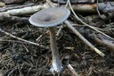 Stucture des champignons