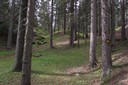 Au lieu dit "Château Roc", près du poste sur la pholiote ridée