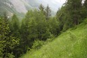 Forêt mixte