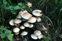 Le rôle des champignons