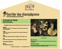 Poste lactaire de l'épicéa