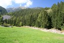 Lisière de conifères