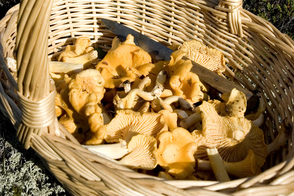 Transportez de préférence les champignons dans un panier