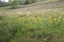 Prairie à agarics