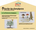 Poste fructification des champignons
